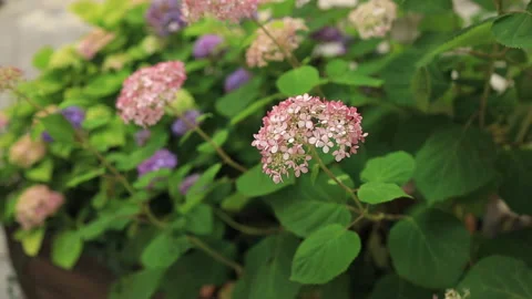 Hydrangea flowers. Hydrangea macrophylla. Beautiful bush of in a garden Stock Footage 251444904