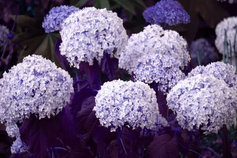 Hydrangea flowers Hydrangea macrophylla petal abstract blue, Stock Photos