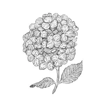 Hydrangea flowers isolated on white background. Hand drawn hatching engraved Stock Illustration
