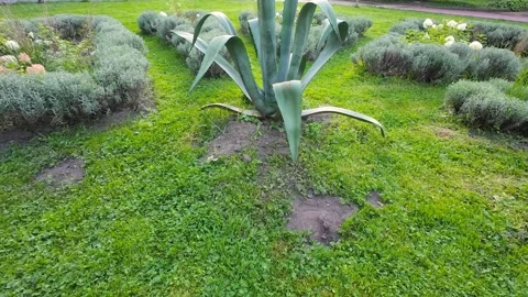 Hydrangea flowers, lavender bushes and Agave americana in a summer park. Vídeo Stock 314947133