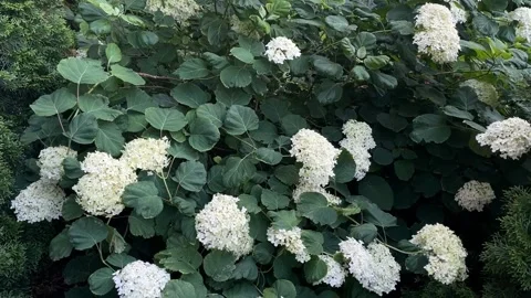 Hydrangea flowers with lush green leaves, creating a natural garden backgroun Stock-Footage 341353571