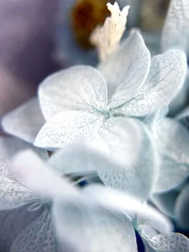 Hydrangea flowers. Macro. Spring, summer, nature. Beauty, discovery. Tenderness Stock Photos