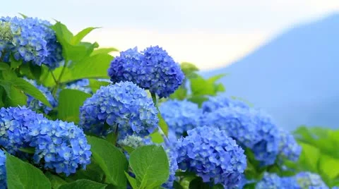 Hydrangea flowers with mountains in the background. Stock Footage 11303334