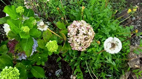 Hydrangea flowers or Hydrangea macrophylla Stock Footage 309871634