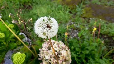 Hydrangea flowers or Hydrangea macrophylla Stock Footage 309871635