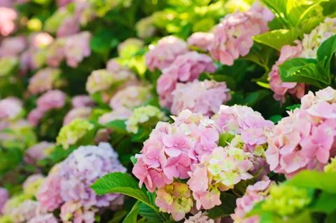 Hydrangea flowers Foto stock