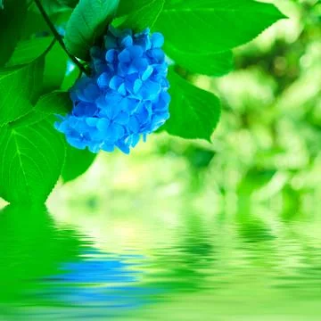 Hydrangea flowers Stock-Fotos