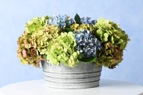 Hydrangea flowers Stock Photos