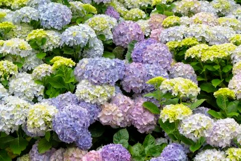 Hydrangea flowers Foto stock