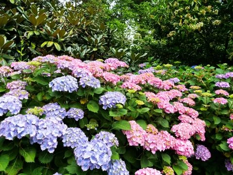 Hydrangea flowers Stock Photos