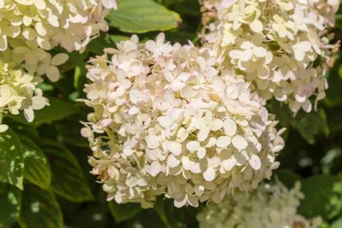 Hydrangea Flowers Stock Photos