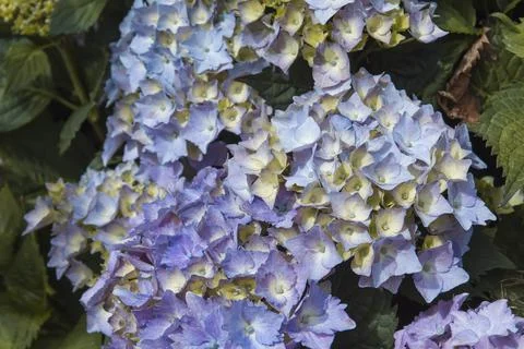 Hydrangea flowers Foto stock