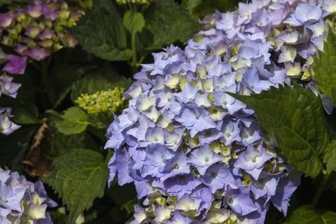 Hydrangea flowers Stock Photos