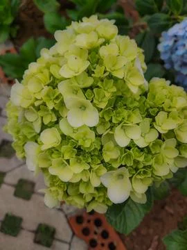 Hydrangea flowers Stock Photos