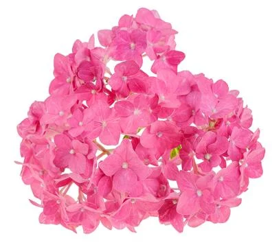 Hydrangea  flowers Stock Photos