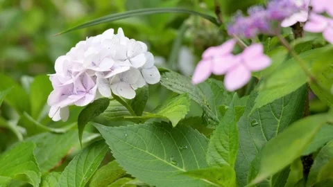 Hydrangea flowers with raindrops on lush green leaves Видео 336883279
