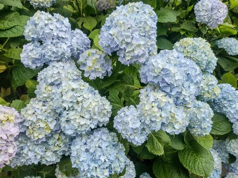 Hydrangea flowers in Romania. Hydrangea macrophylla Photos