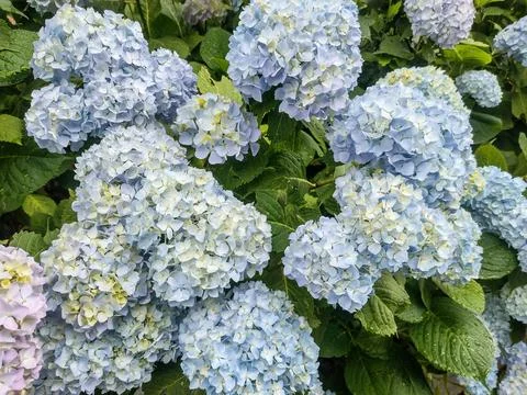 Hydrangea flowers in Romania. Hydrangea macrophylla 库存照片