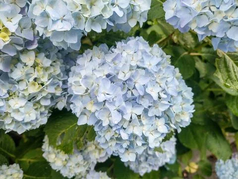 Hydrangea flowers in Romania. Hydrangea macrophylla Stock-Fotos