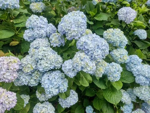 Hydrangea flowers in Romania. Hydrangea macrophylla 스톡 사진
