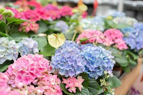 Hydrangea Flowers Shop Photos