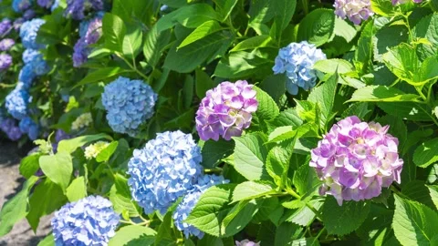 Hydrangea Flowers Slow Tilt Down, Japanese Garden Animation Видео 331917658