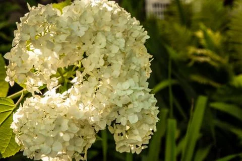Hydrangea flowers in the sunset light of the sun. Stock Photos
