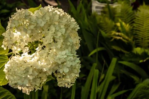 Hydrangea flowers in the sunset light of the sun. Stock Photos