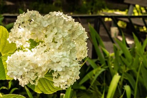 Hydrangea flowers in the sunset light of the sun. Stock Photos