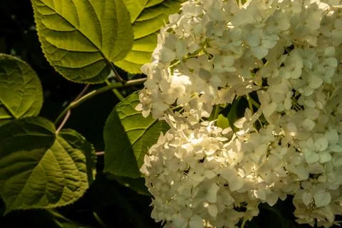 Hydrangea flowers in the sunset light of the sun. Stock Photos