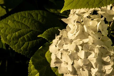 Hydrangea flowers in the sunset light of the sun. Stock Photos