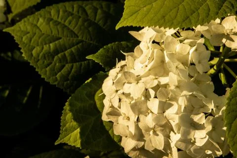 Hydrangea flowers in the sunset light of the sun. Stock Photos