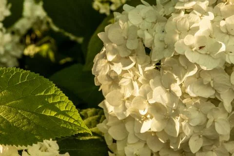 Hydrangea flowers in the sunset light of the sun. Stock Photos