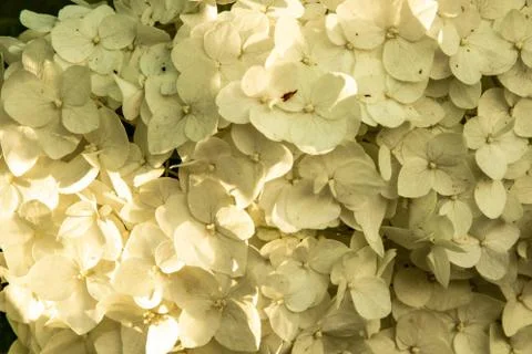 Hydrangea flowers in the sunset light of the sun. Stock Photos