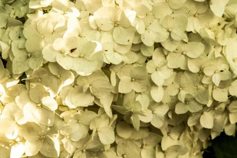 Hydrangea flowers in the sunset light of the sun. Stock Photos