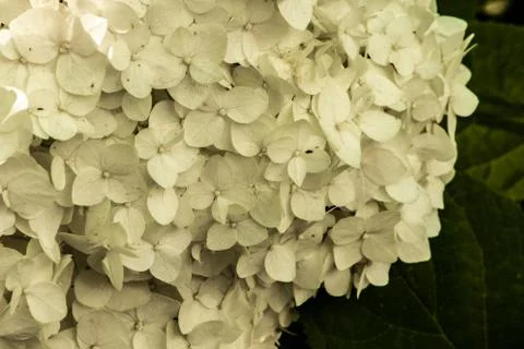 Hydrangea flowers in the sunset light of the sun. Stock Photos