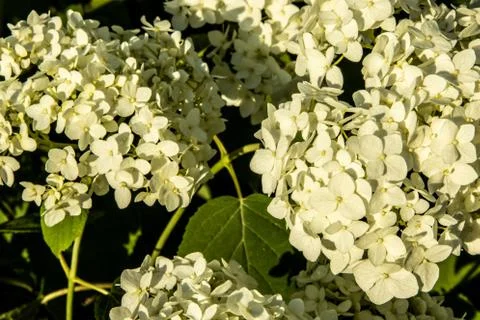 Hydrangea flowers in the sunset light of the sun. Stock Photos