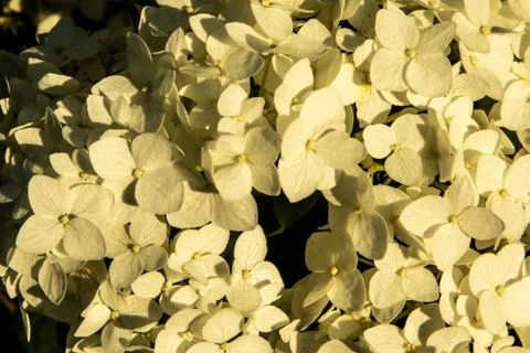 Hydrangea flowers in the sunset light of the sun. Stock Photos