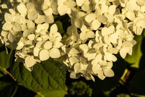 Hydrangea flowers in the sunset light of the sun. Stock Photos