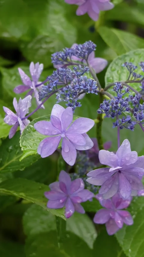 Hydrangea Flowers Swaying in Breeze After Rain vertical video Vídeos de archivo 336797414