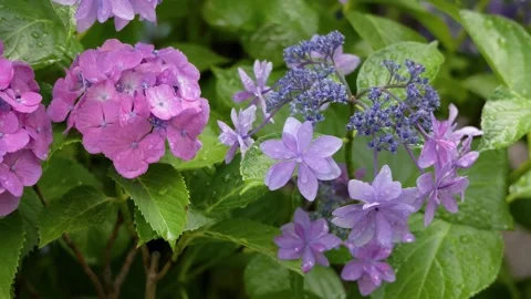 Hydrangea flowers swaying in breeze after rain in garden Видео 336883235
