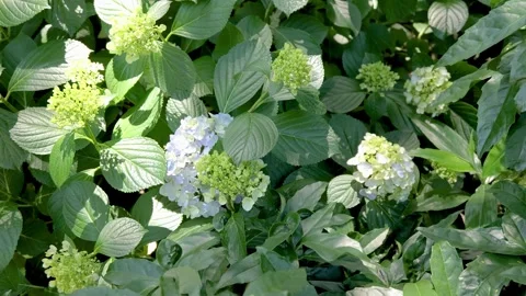 Hydrangea flowers swaying gently in the breeze outdoors Видео 336297321