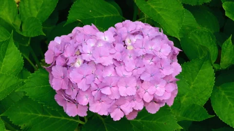 Hydrangea Flowers Swaying in the Wind Video stock 327451886