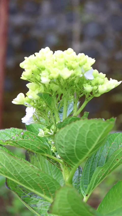 Hydrangea flowers swaying in the wind in the garden with a vertical camera .. Stock Footage 337216629