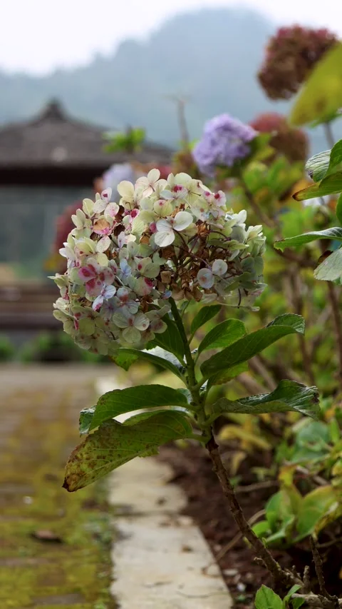 Hydrangea flowers swaying in the wind in the garden with a vertical camera .. Stock Footage 337216692