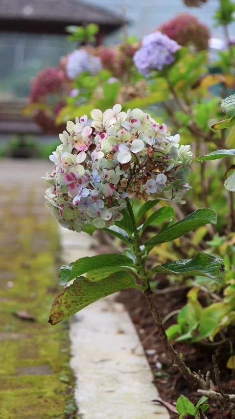 Hydrangea flowers swaying in the wind in the garden with a vertical camera .. Stock Footage 337216693
