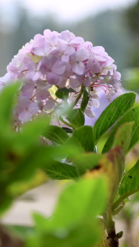 Hydrangea flowers swaying in the wind in the garden with a vertical camera .. Stock Footage 337216695