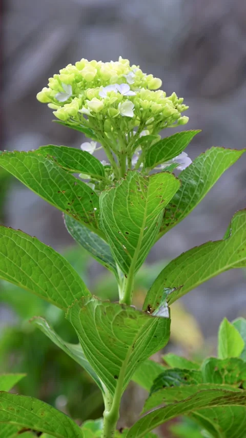 Hydrangea flowers swaying in the wind in the garden with a vertical camera .. Stock Footage 337216703