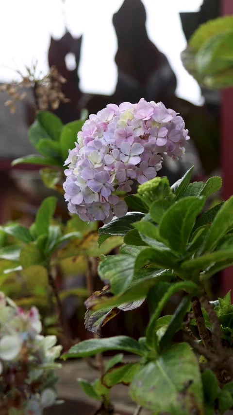 Hydrangea flowers swaying in the wind in the garden with a vertical camera .. Stock Footage 337216708