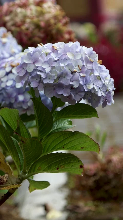 Hydrangea flowers swaying in the wind in the garden with a vertical camera .. Stock Footage 337216745